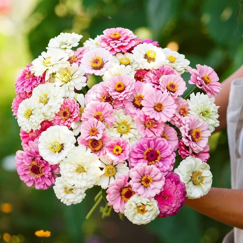 100 Blushing Bride Zinnia Mix Seeds Organic Easy to Grow