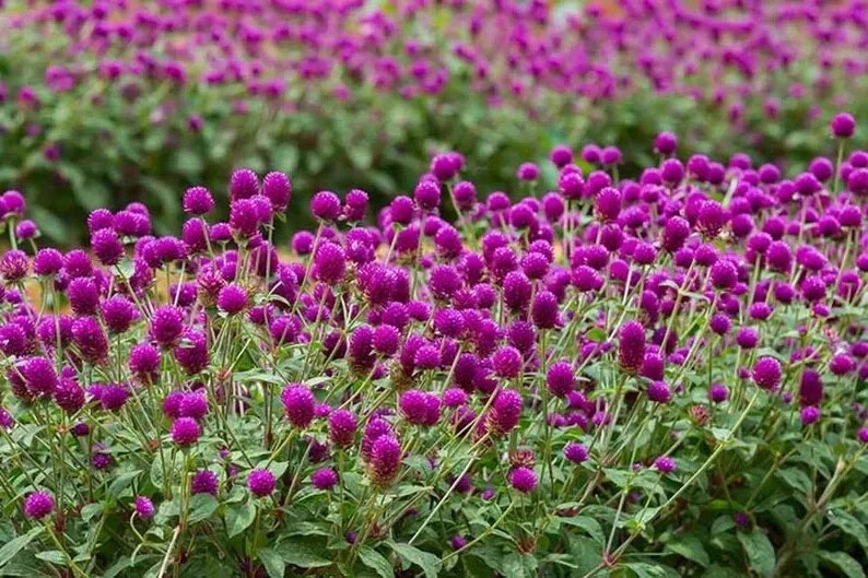200 Purple Globe Amaranth Gomphrena Seeds Organic Easy to Grow