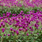 200 Purple Globe Amaranth Gomphrena Seeds Organic Easy to Grow 200 Purple Globe Amaranth Gomphrena Seeds Organic Easy to Grow