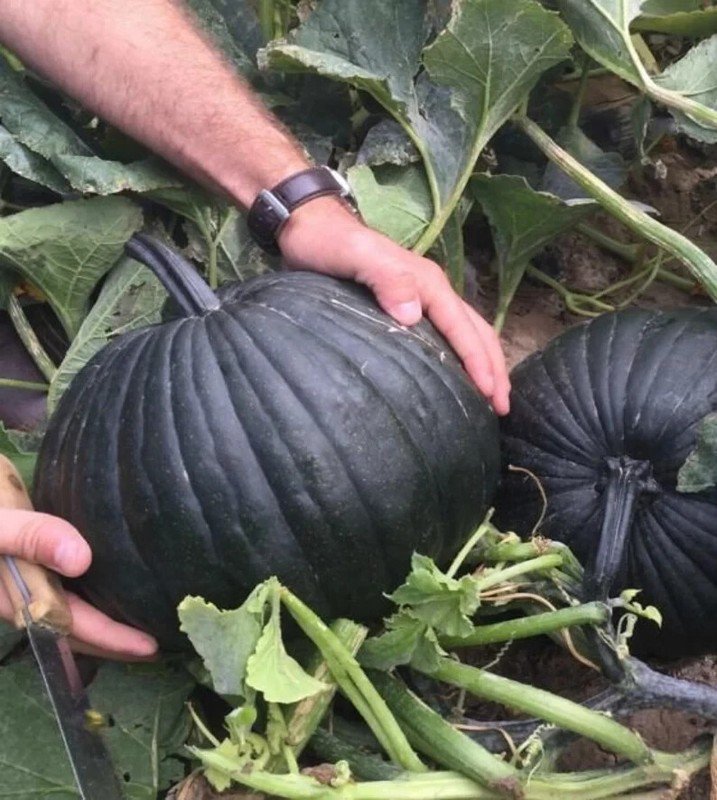 10 Dark Knight Pumpkin Seeds Organic Easy to Grow