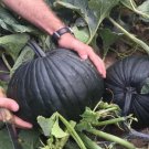 10 Dark Knight Pumpkin Seeds Organic Easy to Grow