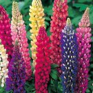 100 Russell Lupine Perennial Mix Seeds Organic Easy to Grow