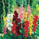 100 Summer Carnival Hollyhock Seeds Mix Organic Easy to Grow