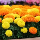 200 Inca Marigold Mix Seeds Orange And Yellow Organic Easy to Grow