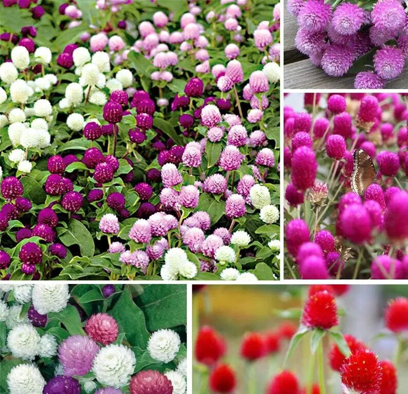 200 Globe Amaranth Gomphrena Mix Seeds Organic Easy to Grow