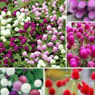 200 Globe Amaranth Gomphrena Mix Seeds Organic Easy to Grow 200 Globe Amaranth Gomphrena Mix Seeds Organic Easy to Grow