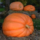 10 Atlantic Giant Pumpkin Seeds Organic Easy to Grow