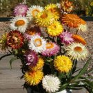 100 Everlasting Wildflower Seed Organic Easy to Grow