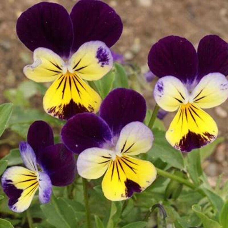 200 Johnny Jump Ups Pansy Seeds Organic Easy to Grow