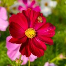 100 Dazzler Cosmos Seeds Organic Easy to Grow