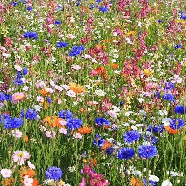 200 Spring Into Summer Wildflower Seed Mix Organic Easy to Grow