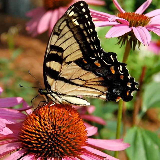200 Hummingbird & Butterfly Nectar Wildflower Seed Mix Organic Easy to Grow