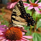 200 Hummingbird & Butterfly Nectar Wildflower Seed Mix Organic Easy to Grow