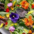100 Edible Flower Seed Mix Organic Easy to Grow