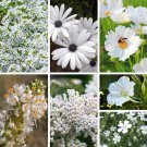 200 White Wildflower Seed Mix Organic Easy to Grow