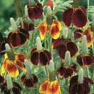 200 Mexican Hat Seeds Organic Easy to Grow