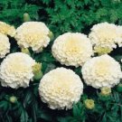 50 Alaska White Marigold Seeds Organic Easy to Grow