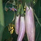 40 Bride Eggplant Seeds Organic Easy to Grow