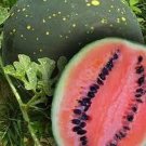 20 Moon And Stars Watermelon Seeds Organic Easy to Grow