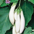 100 White Eggplant Seeds Organic Easy to Grow