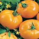 100 Organic Golden Boy Tomato Seeds Organic Easy to Grow