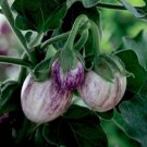 50 Patio Pinstripe Eggplant Seeds Organic Easy to Grow
