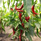 100 Hot Red Chilli Pepper Seeds Organic Easy to Grow 100 Hot Red Chilli Pepper Seeds Organic Easy to Grow