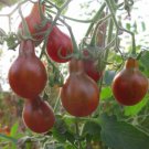 40 Chocolate Pear Tomato Seeds Organic Easy to Grow