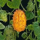100 Kiwano Melon Seeds Organic Easy to Grow