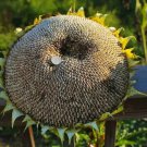 20 Mammoth Grey Stripe Sunflower Seeds Organic Easy to Grow