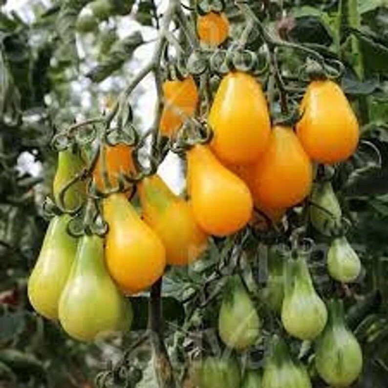 100 Yellow Pear Cherry Tomato Seeds Organic Easy to Grow
