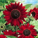 50 Velvet Queen Sunflower Seeds Organic Easy to Grow