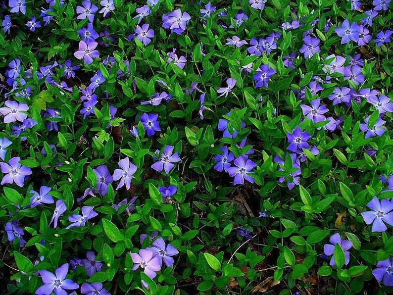 200 Periwinkle Plants Walk On Ground Vinca Minor Bare Root Plants Easy to Grow