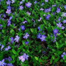 200 Periwinkle Plants Walk On Ground Vinca Minor Bare Root Plants Easy to Grow