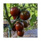 100 Black Prince Tomato Seeds Organic Easy to Grow