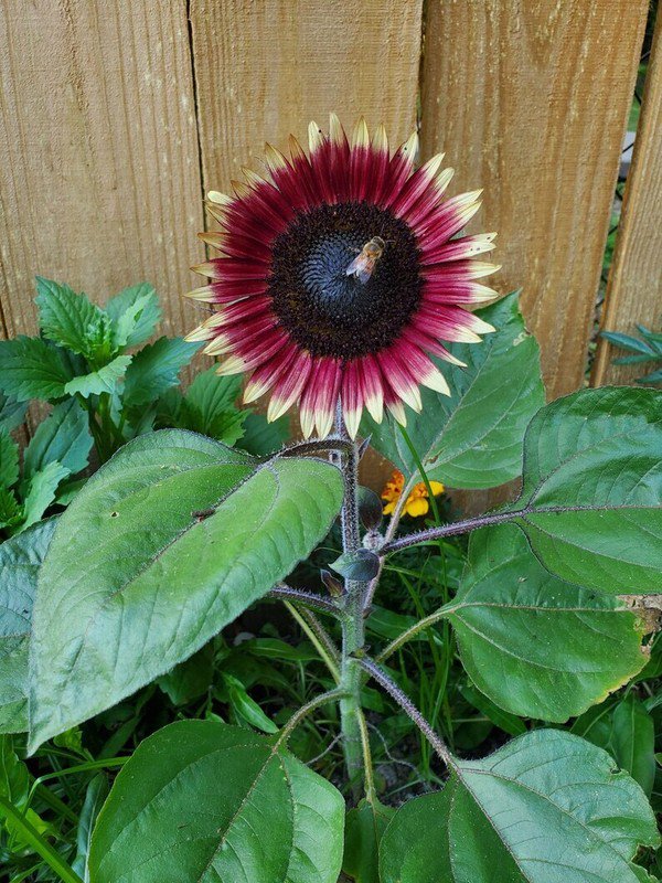 10 Ms Mars Pink Dwarf Sunflower Seeds Organic Easy to Grow