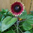 10 Ms Mars Pink Dwarf Sunflower Seeds Organic Easy to Grow