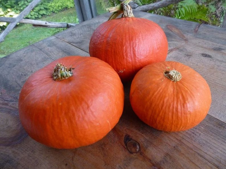 10 Red Kuri Squash Seeds Organic Easy to Grow