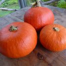 10 Red Kuri Squash Seeds Organic Easy to Grow