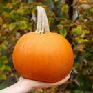 10 Sugar Pie Pumpkin Seeds Organic Easy to Grow