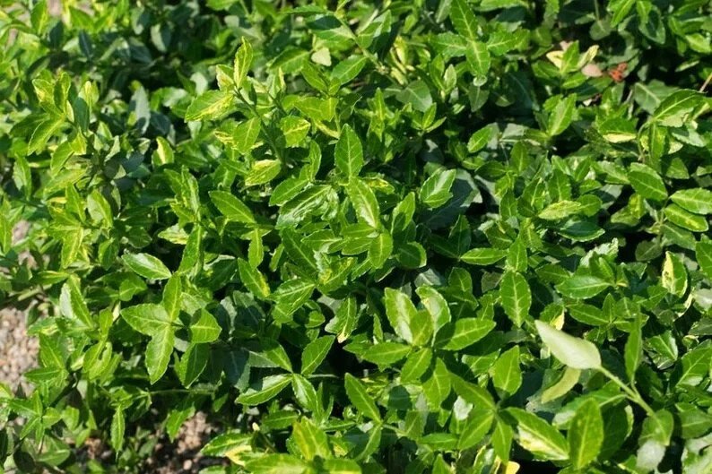 25 Purple Leaf Wintercreeper Evergreen Walk On Ground Cover Bareroot Plants Easy to Grow