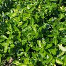 25 Purple Leaf Wintercreeper Evergreen Walk On Ground Cover Bareroot Plants Easy to Grow