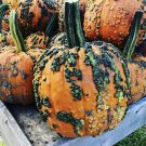 10 Warty Goblin Pumpkin Seeds Organic Easy to Grow