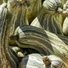 10 Cushaw Green Striped Squash Seeds Organic Easy to Grow
