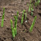 100 Mary Washington Asparagus Seeds Organic Easy to Grow