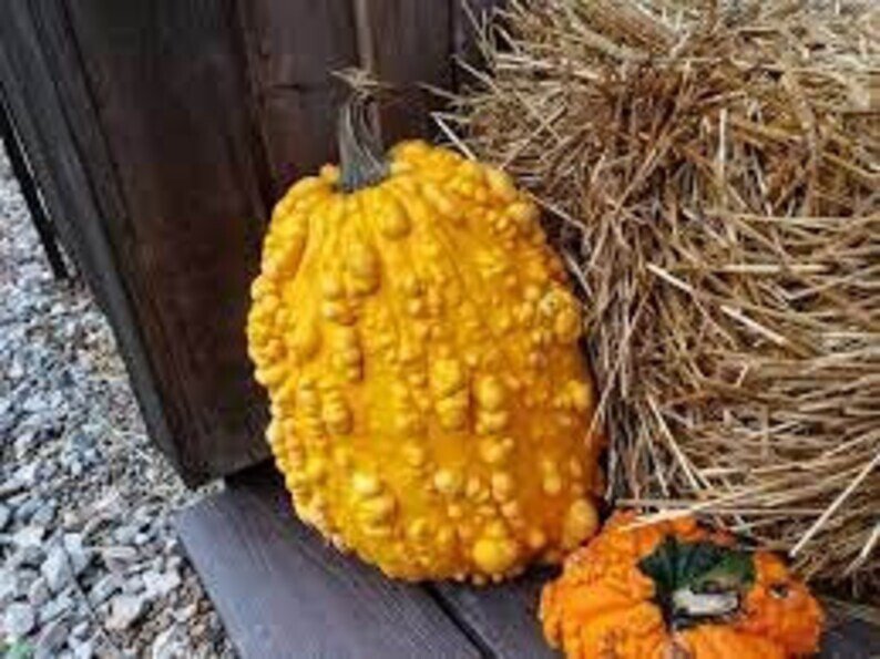 10 Oblong Warty Pumpkin Seeds Organic Easy to Grow