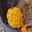 10 Oblong Warty Pumpkin Seeds Organic Easy to Grow