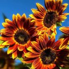 50 Earthwalker Sunflower Seeds Organic Easy to Grow 50 Earthwalker Sunflower Seeds Organic Easy to Grow