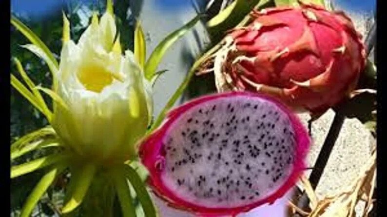 200 Pink Dragon Fruit Seeds Organic Easy to Grow