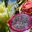 200 Pink Dragon Fruit Seeds Organic Easy to Grow